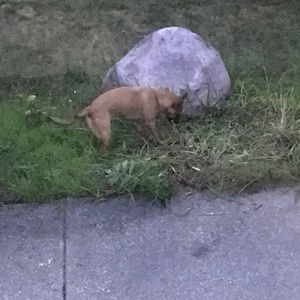 Meet your Posher, Rich